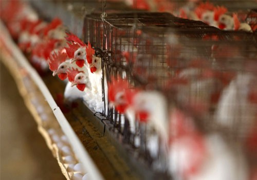 Cage free birds cage free